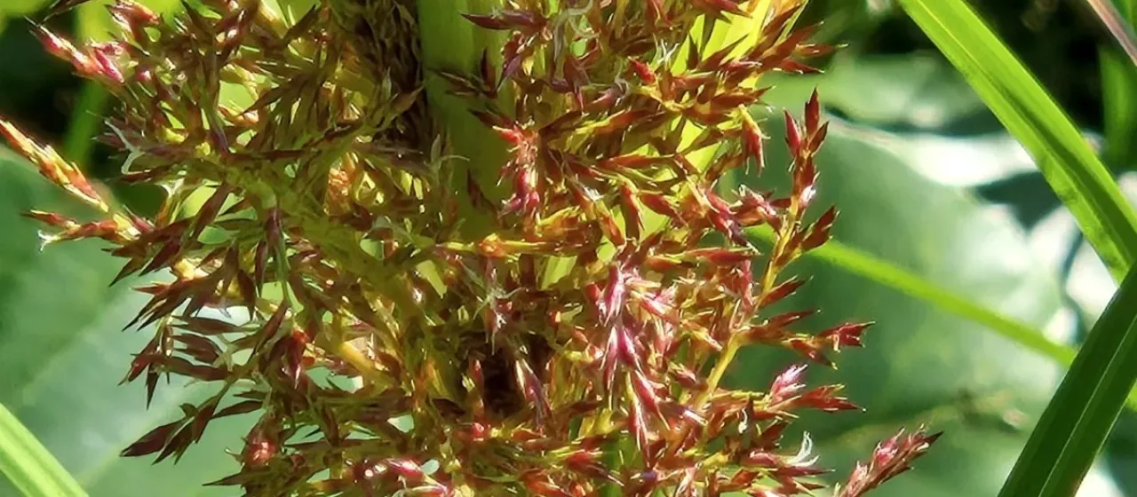Scleria sumatrensis