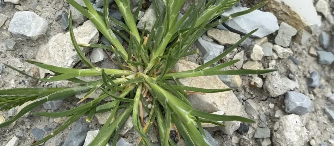 Hard grass