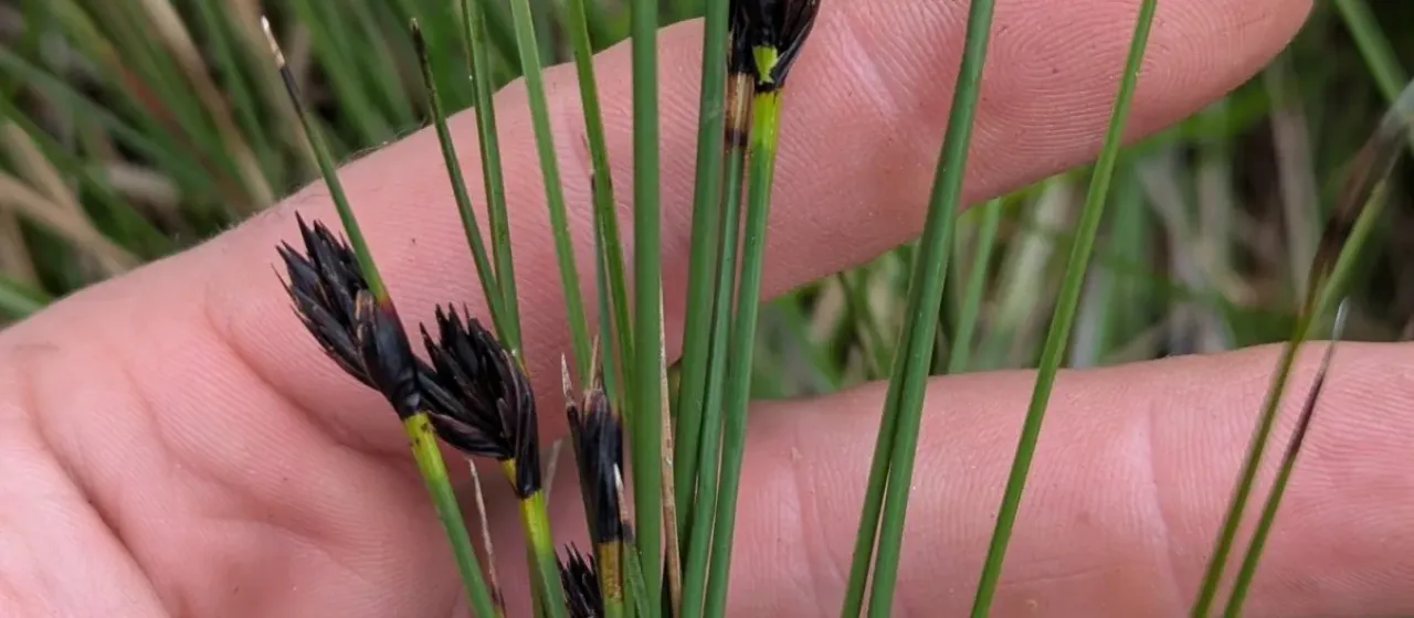 Black bog-rush