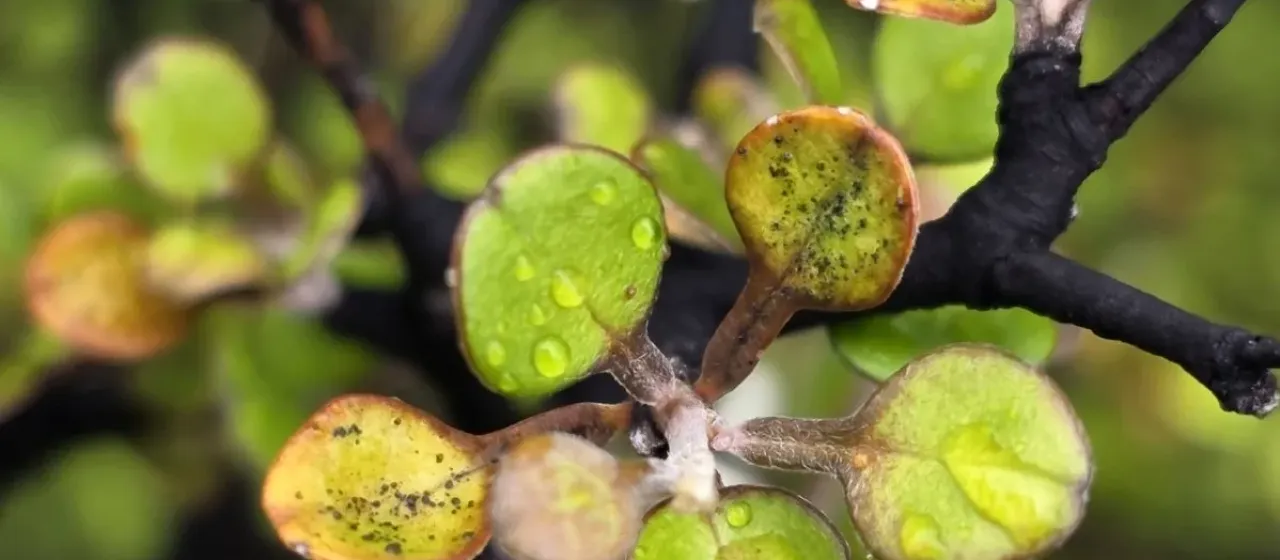 Corokia virgata