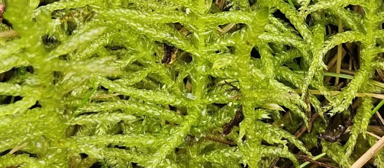 Scleropodium purum