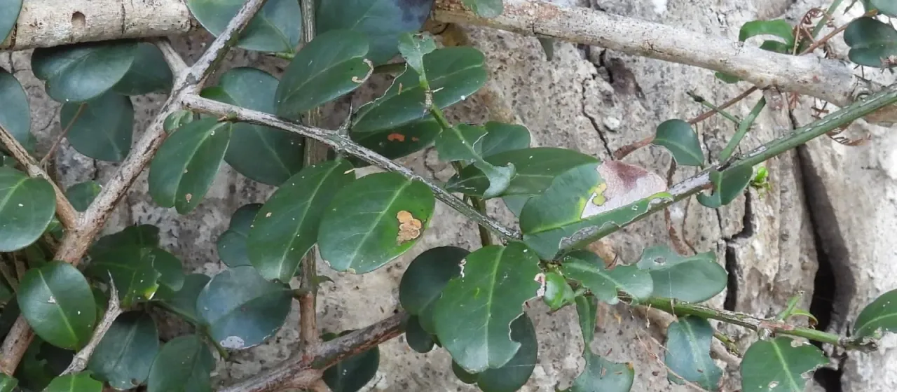 Cat-thorn