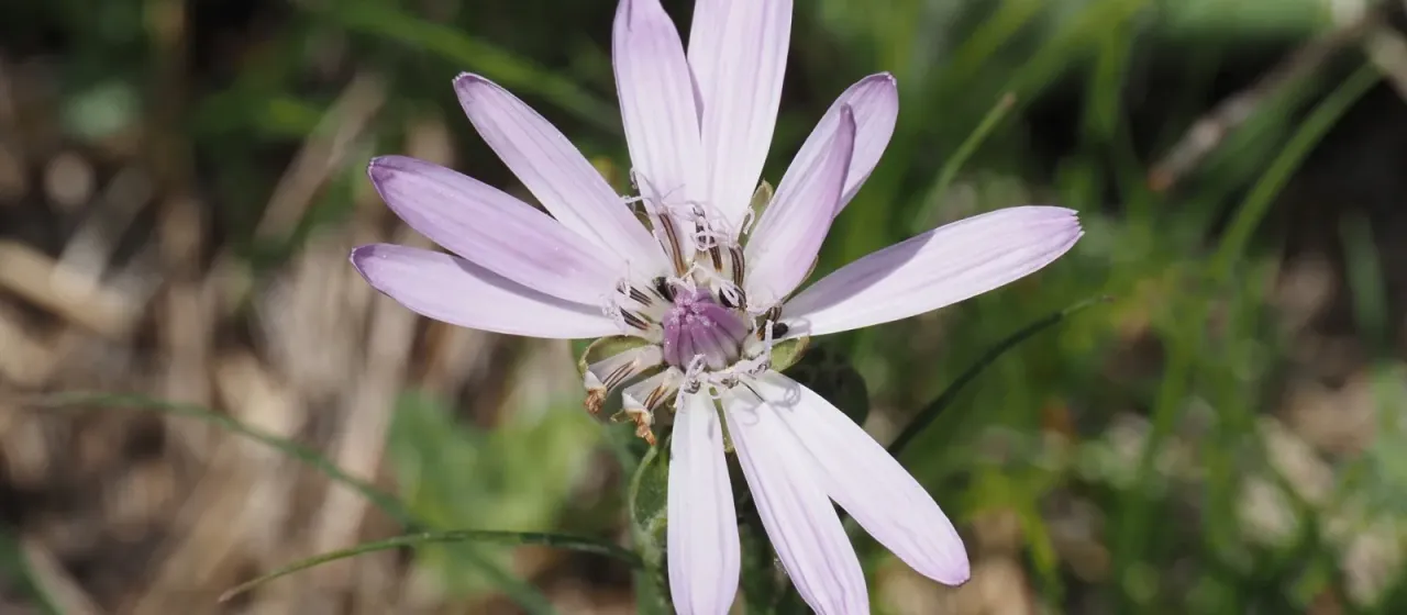 Purple viper-grass