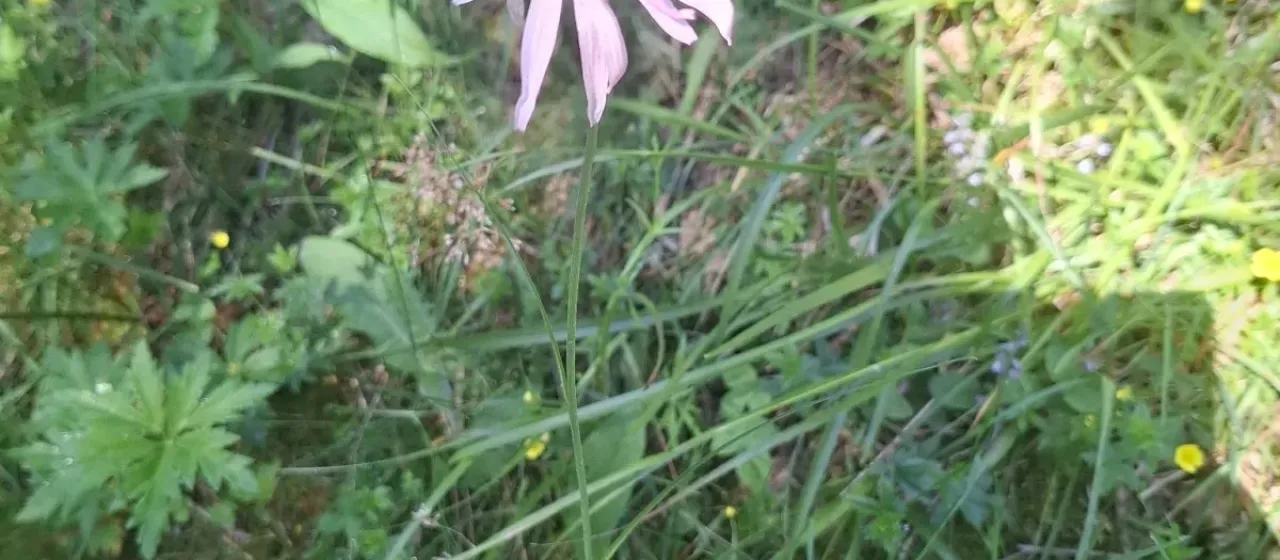 Podospermum roseum