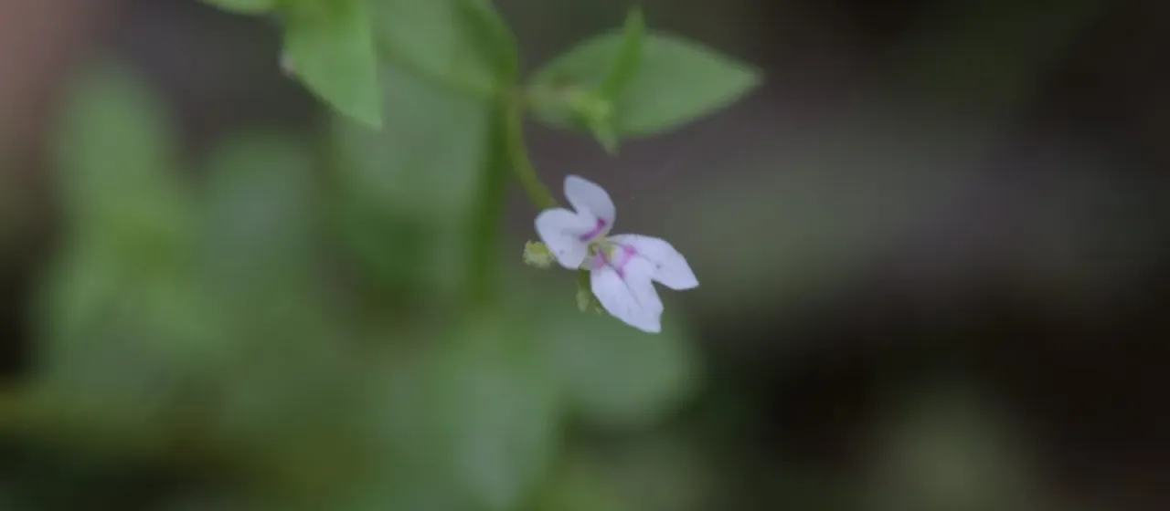 Stylidium alsinoides