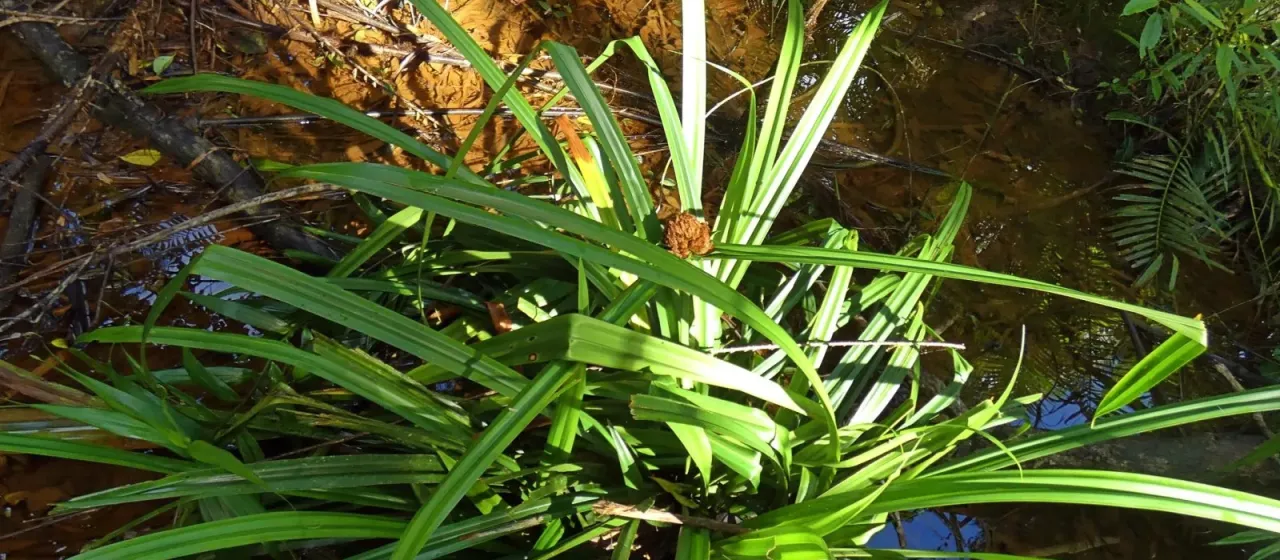 Scirpodendron ghaeri