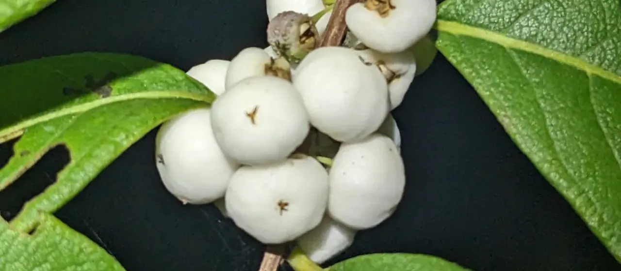 Flueggea virosa