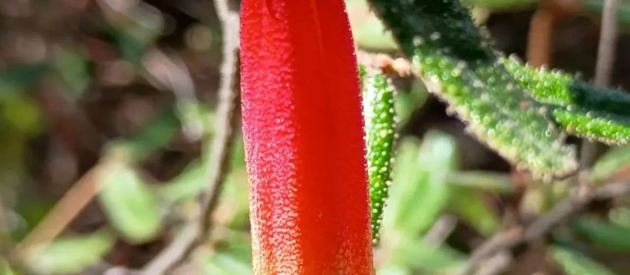 Common correa