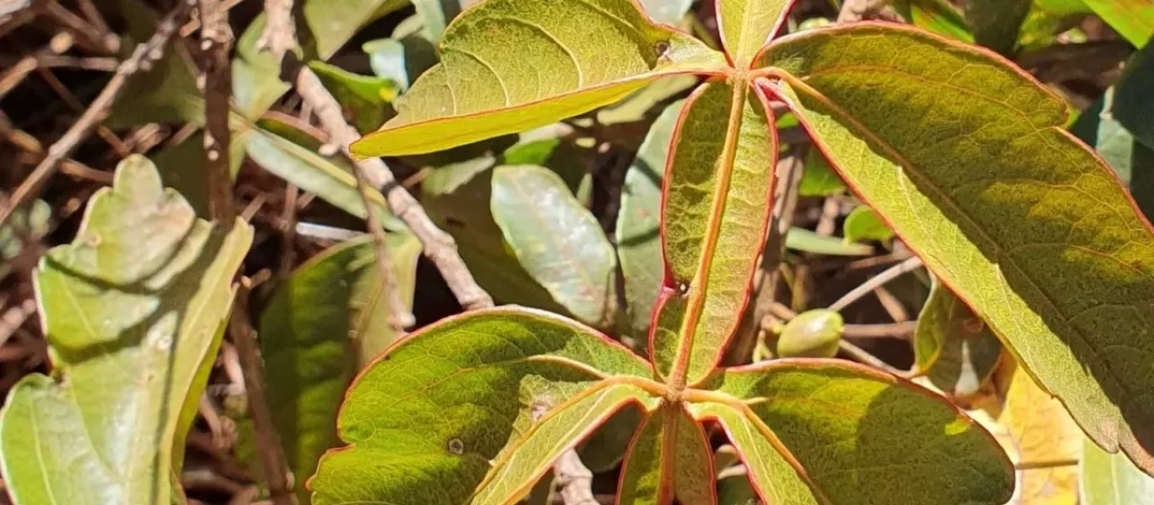 Serjania erecta