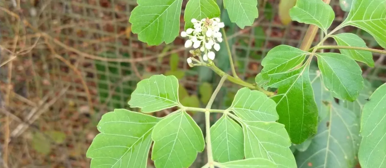 Serjania glabrata
