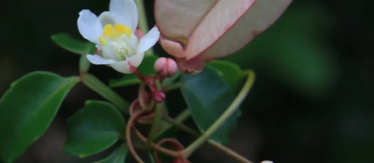 Serjania polyphylla