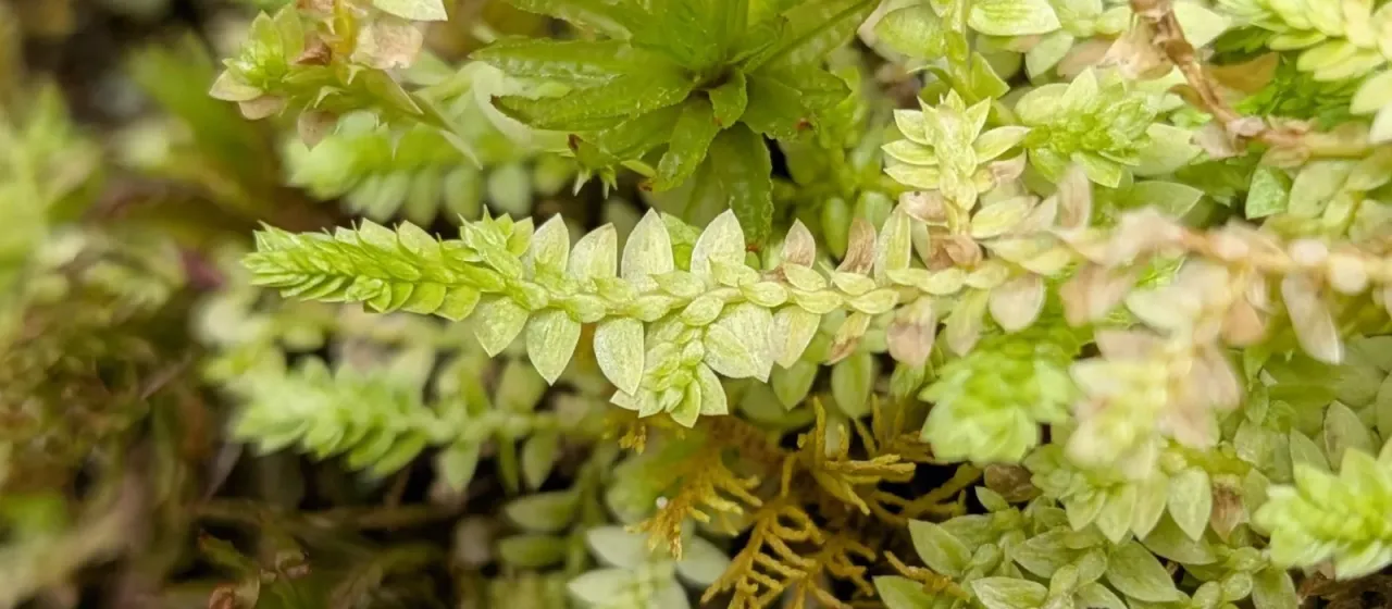 Meadow spikemoss