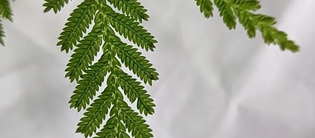 Selaginella delicatula