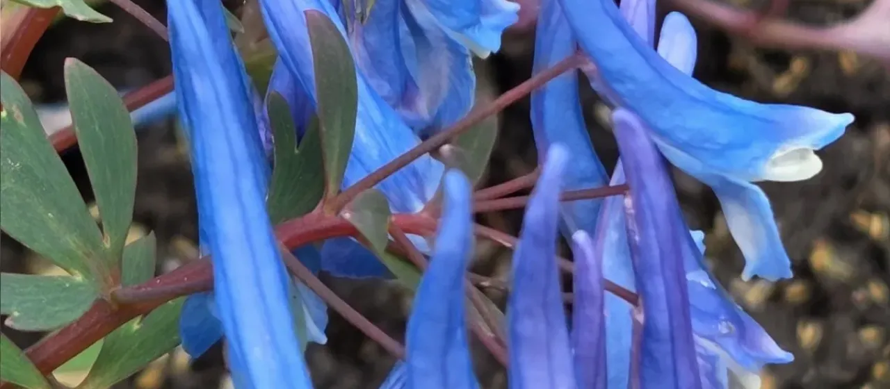 Corydalis flexuosa