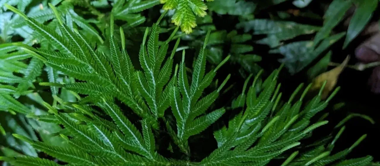 Selaginella plana