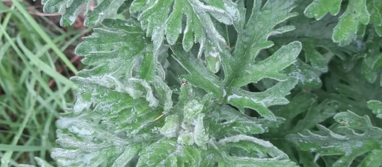 Hoary ragwort