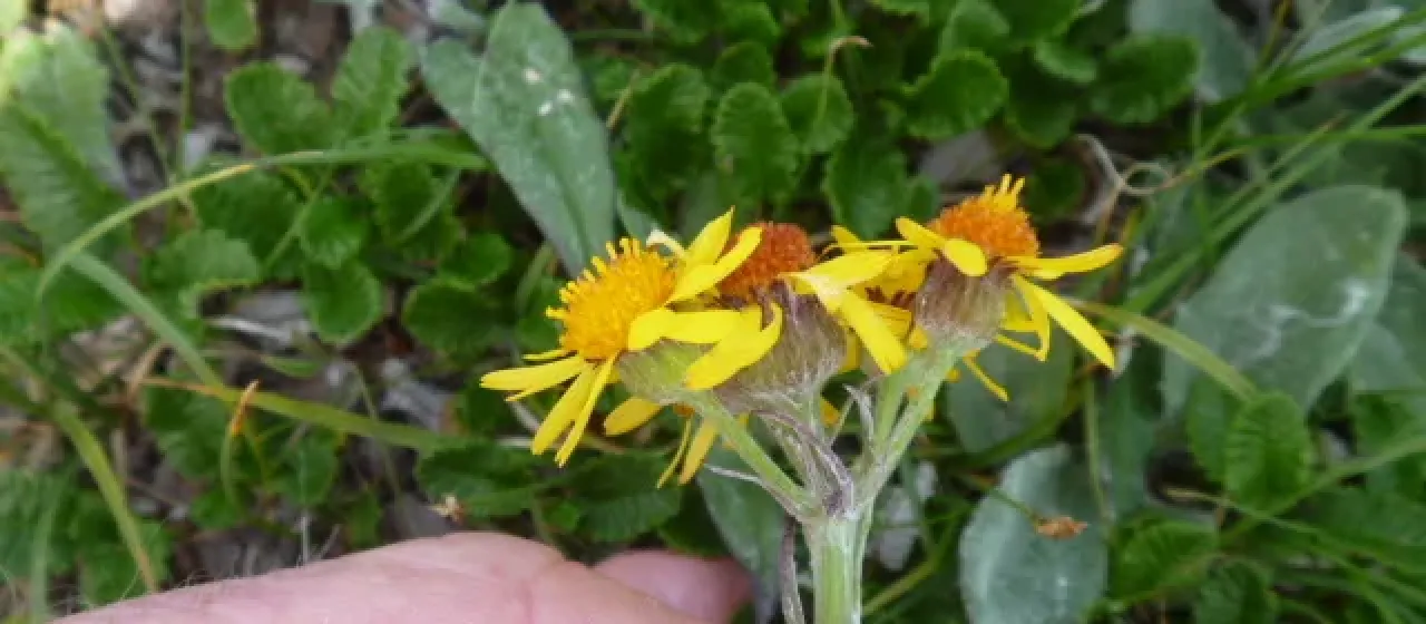 Tephroseris kirilowii