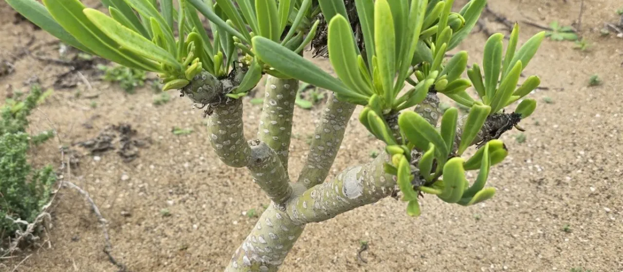 Kleinia neriifolia