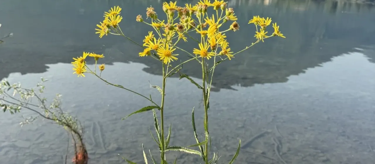 Fen ragwort