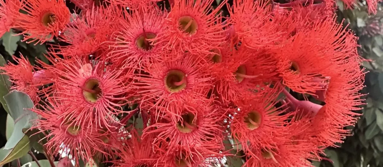 Red flowering gum