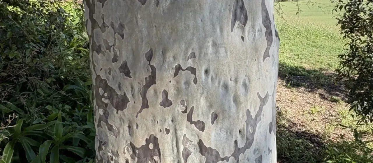 Коримбия пятнистая