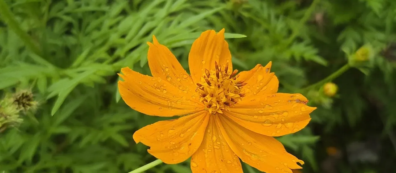 Yellow cosmos