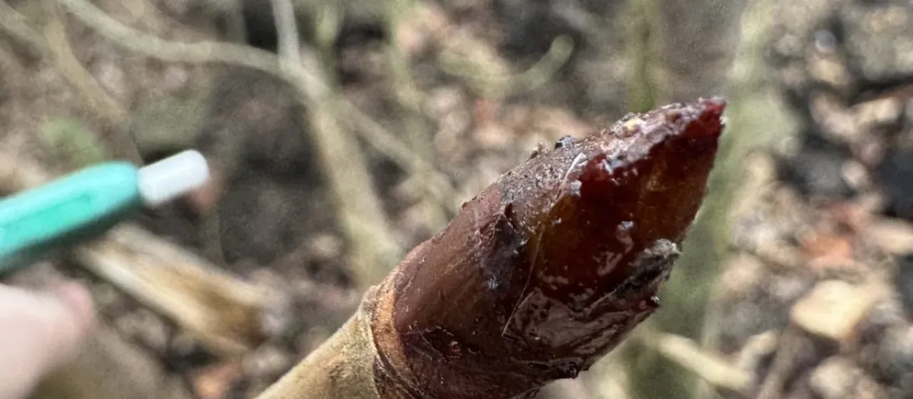 Horse chestnut