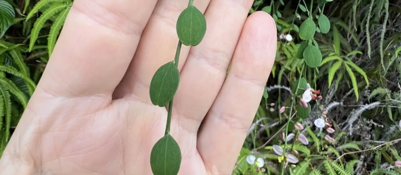 Securidaca virgata