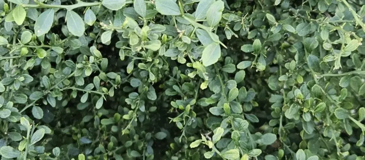 Box-leaved atalantia