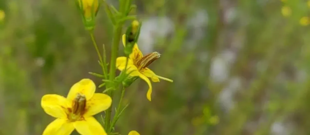 Seymeria cassioides