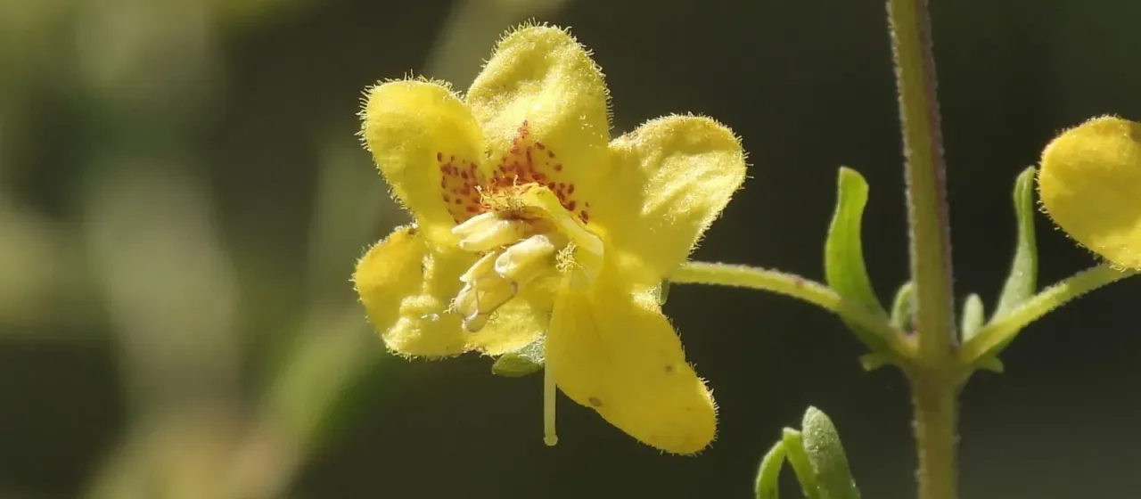 Seymeria pectinata