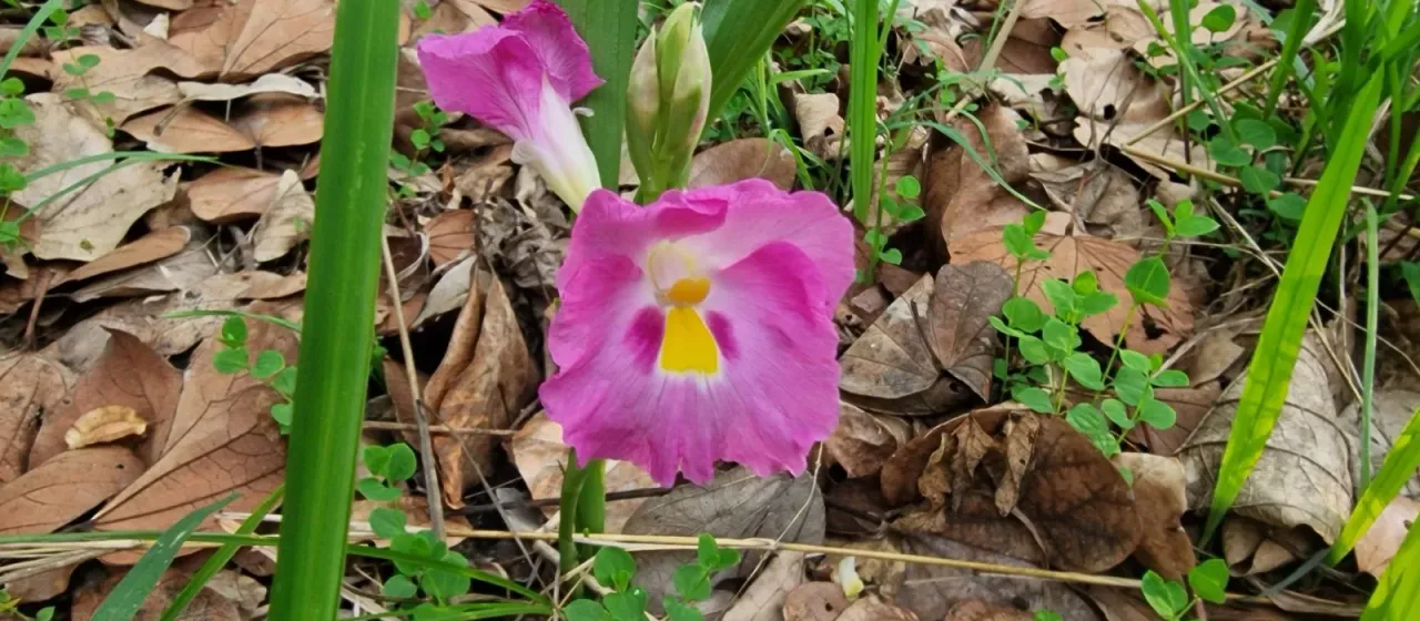 Siphonochilus kirkii