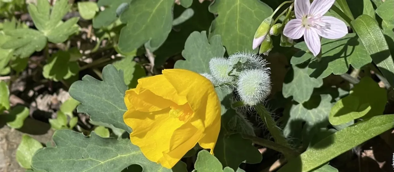 Celandine poppy
