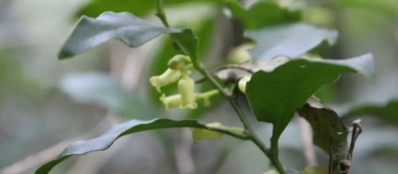 Schoepfia schreberi