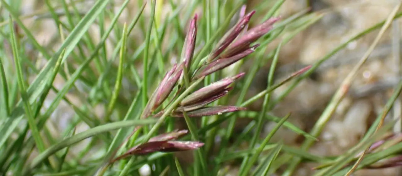 Common Mediterranean grass