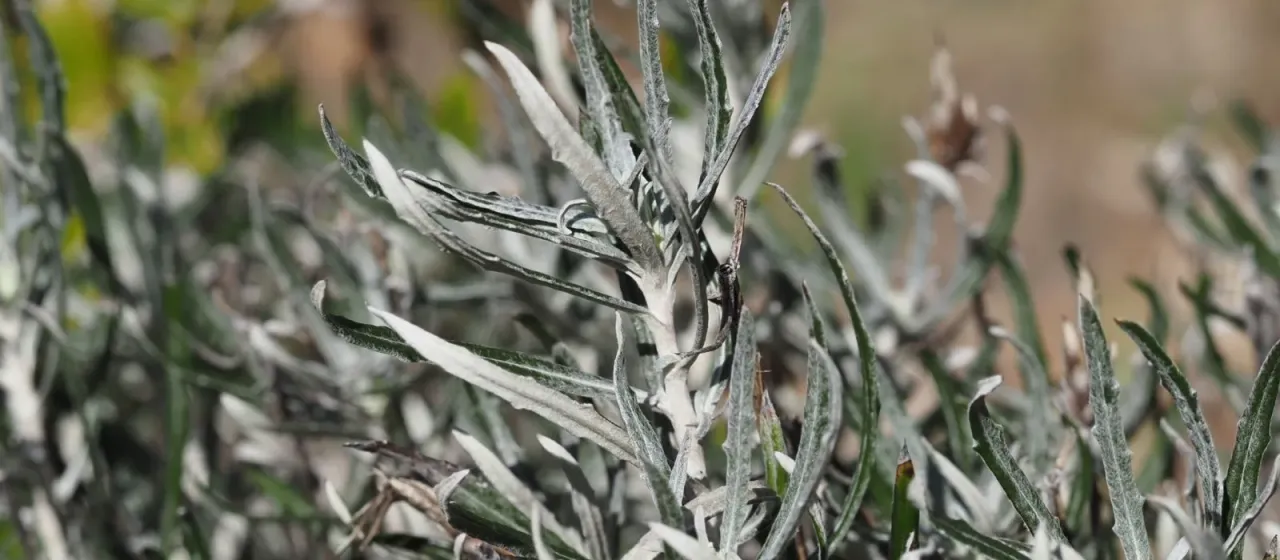 Staehelina dubia