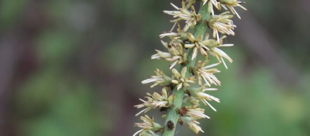 Schoenocaulon officinale