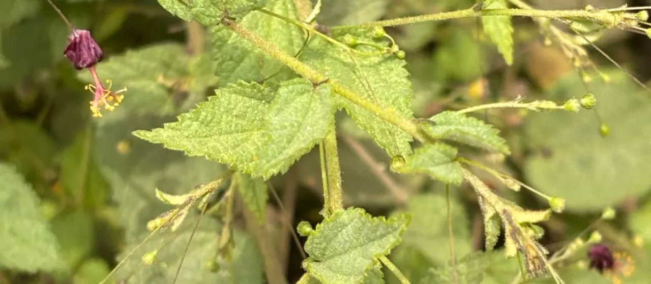 Sidastrum paniculatum