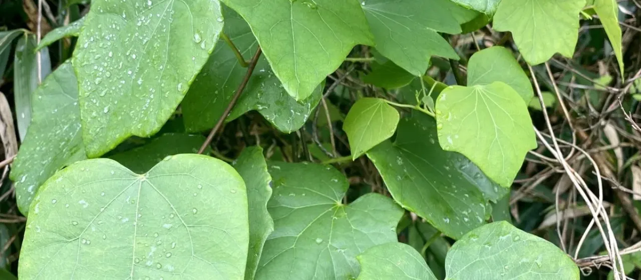 Sinomenium acutum