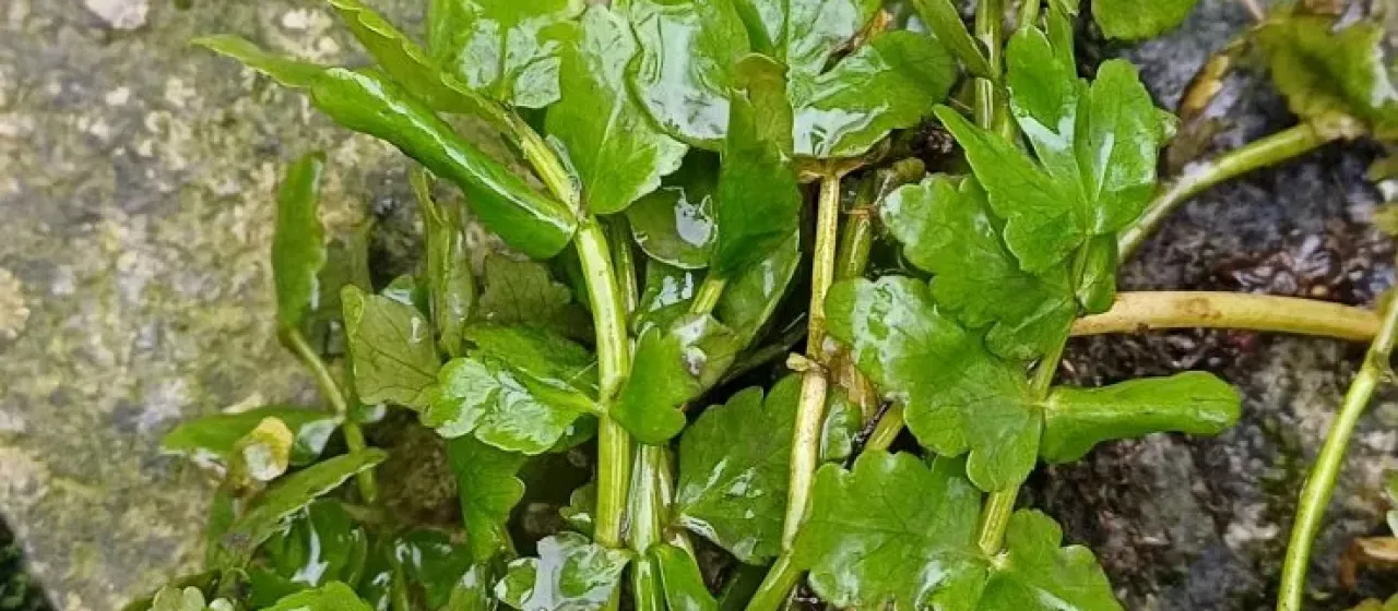 Water parsnip