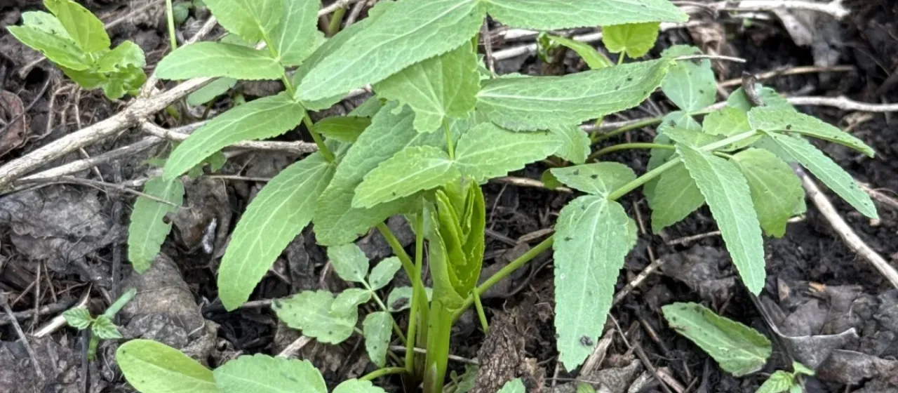 Greater water-parsnip