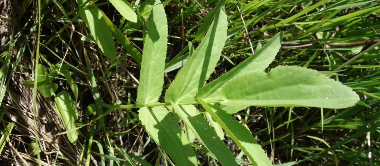 Skirret