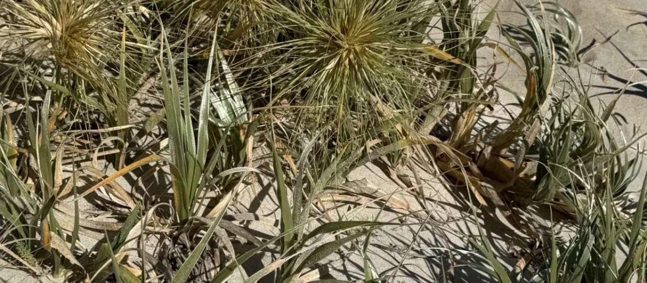 Hairy Spinifex
