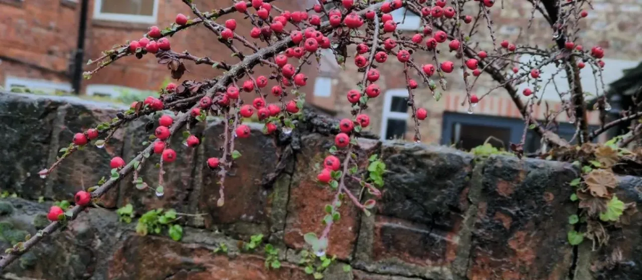 Swedish cotoneaster