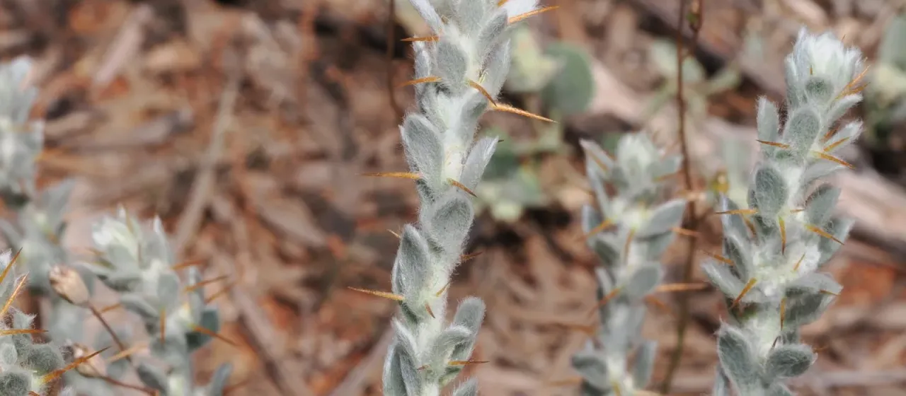 Sclerolaena birchii