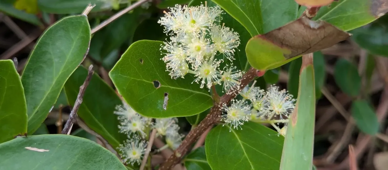 Scolopia chinensis