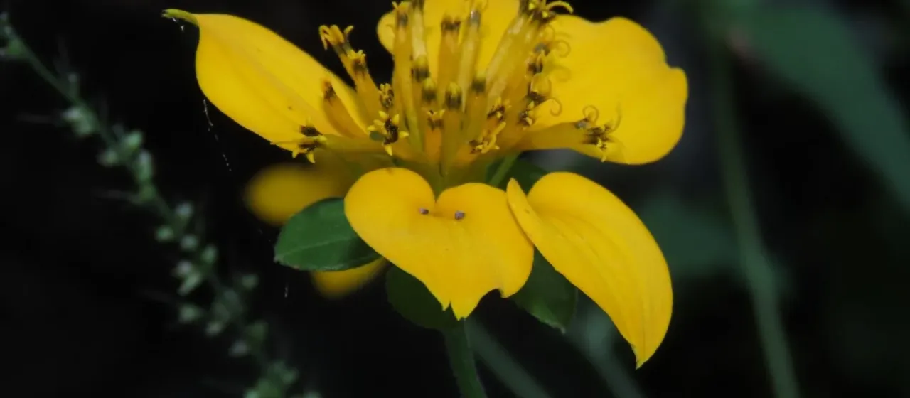 Sclerocarpus divaricatus