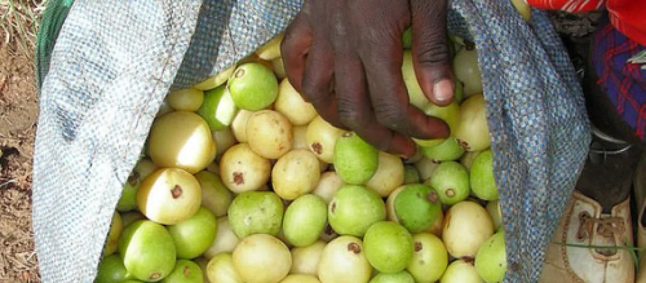 Marula