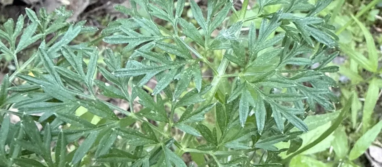 Cambridge milk-parsley