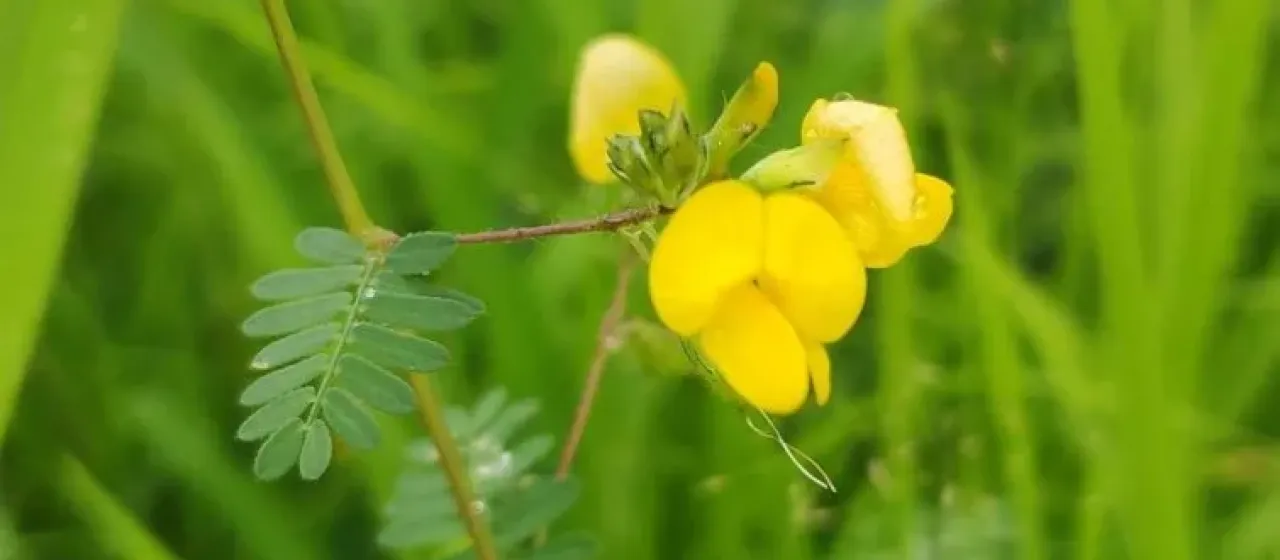 Smithia sensitiva